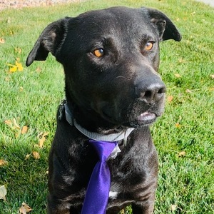 Team Page: Colorado Paw Posse